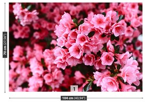 Fototapeta Vliesová Ružový rododendron 312x219 cm