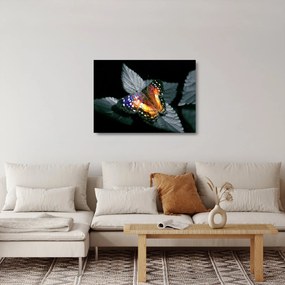 Sklenený obraz motýľa (70x50 cm)