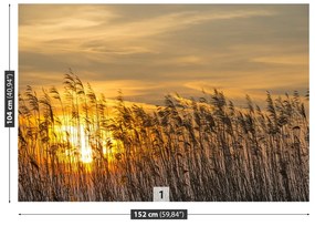 Fototapeta Vliesová Reed sun 104x70 cm