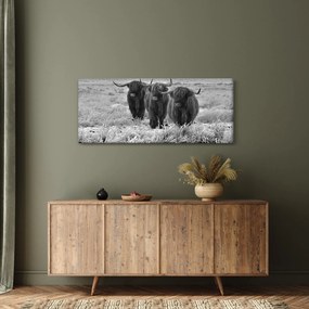 Obraz - Škótske kravy (120x50 cm)