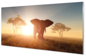 Obraz na skle Sloní strom na východ 140x70 cm