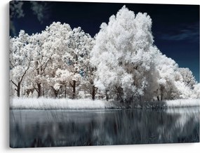 Obraz - Snehobiele stromy (70x50 cm)