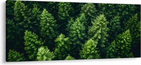 Obraz - Les (120x50 cm)