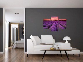 Obraz - Levanduľové pole (90x60 cm)