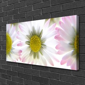 Obraz na plátne Sedmokráska rastlina príroda 140x70 cm