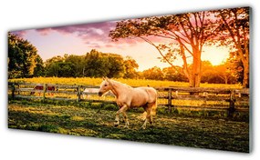 Obraz na akrylátovom skle Kôň lúka zvieratá 125x50 cm