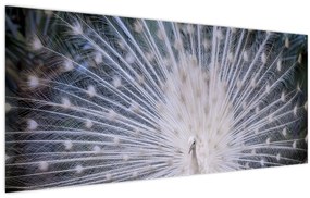 Obraz - Biely páv (120x50 cm)