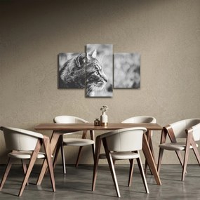 Obraz - Mačka (90x60 cm)