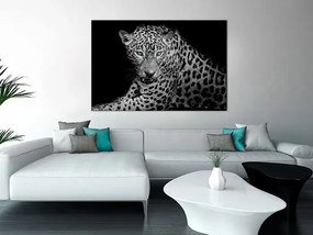 Obraz - Leopard Portrait (1 Part) Wide Veľkosť: 30x20, Verzia: Standard