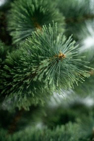 Limpol Vianočný stromček Borovica Klára Výška stromčeka: 220 cm