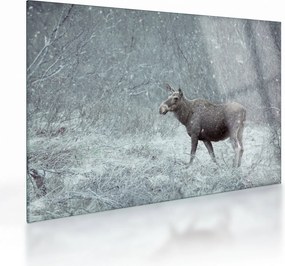 Sklenený obraz - Los v zasneženom lese (70x50 cm)