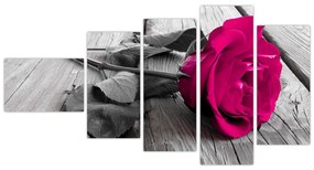 Ruže fialová - obraz