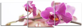Obraz na plátne - Orchidea kvet izolovaná na bielom pozadí - panoráma 5222D (120x40 cm)