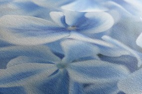 Obraz kvety hortenzie v modrobielom nádychu Varianta: 120x80