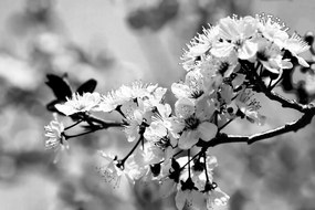 Fototapeta čiernobiely čerešňový kvet - 375x250