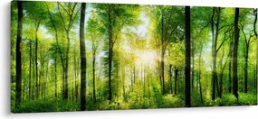 Obraz - Svitanie v lese (120x50 cm)