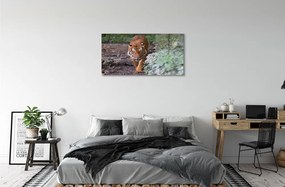 Obraz na akrylátovom skle Tiger woods 100x50 cm
