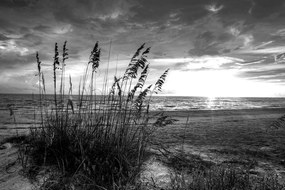 Obraz západ slnka na pláži v čiernobielom prevedení Varianta: 120x80