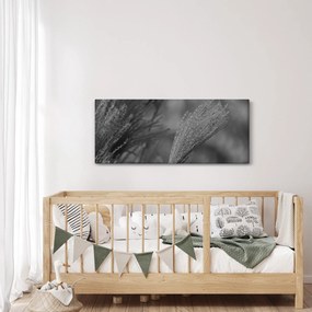Obraz - Sušená pampová tráva (120x50 cm)
