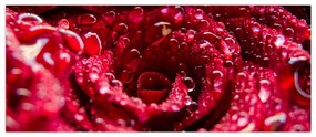 Obraz kvetu červenej ruže (120x50 cm)