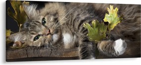 Obraz - Ležiaca mačka (120x50 cm)