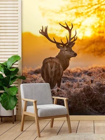 Gario Fototapeta Jeleň pri západe slnka Materiál: Vliesová, Rozmery: 150 x 210 cm