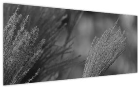 Obraz - Sušená pampová tráva (120x50 cm)