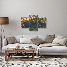 Obraz - Vinice (90x60 cm)