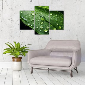 Obraz - List po daždi (90x60 cm)