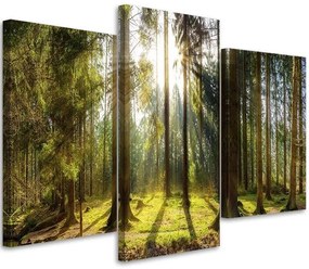 Gario Obraz na plátne Slnečný deň v lese - 3 dielny Rozmery: 90 x 60 cm
