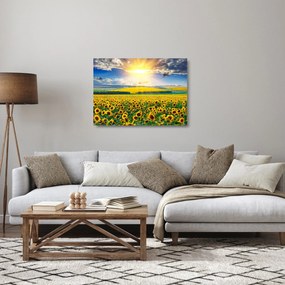 Sklenený obraz - Pole slnečníc (70x50 cm)