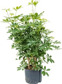 Schefflera arboricola "Compacta" Branched Pots. 25/19 cm 110 cm