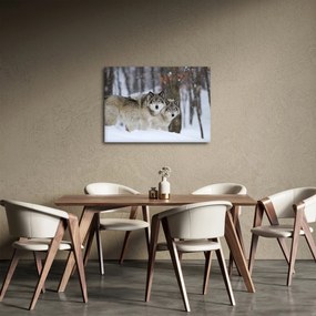 Obraz - Vlci v zime (70x50 cm)