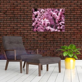 Sklenený obraz - Ružová sakura (70x50 cm)