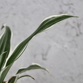 Dracaena deremensis compacta White Jewel baby