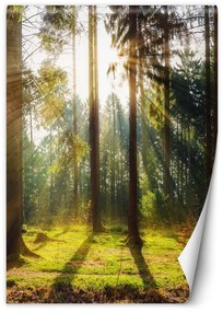 Fototapeta, Ranní slunce v lese - 150x210 cm