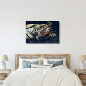 Obraz - Tiger Sibírsky (90x60 cm)