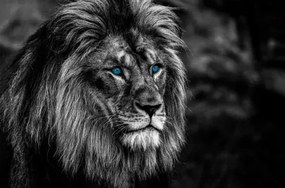 Obraz na plátne Lev s modrými očami, 118x78 cm%