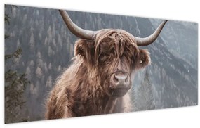 Obraz - Highlander krava (120x50 cm)