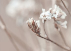 Obraz - Detail vetvy (70x50 cm)
