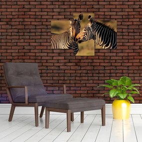 Obraz - Dve zebry (90x60 cm)
