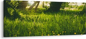 Obraz prírody - lúka (120x50 cm)