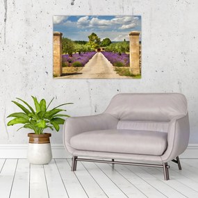 Sklenený obraz - Levanduľové cesty (70x50 cm)