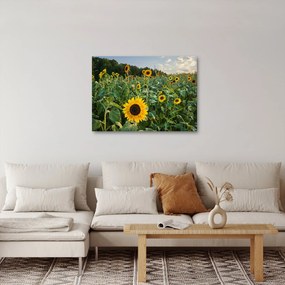 Obraz - Slnečnicové pole II. (70x50 cm)