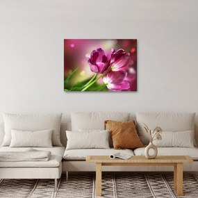 Obraz ružových tulipánov (70x50 cm)