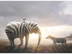 Fototapeta vliesová Slon zebra 243x184 cm
