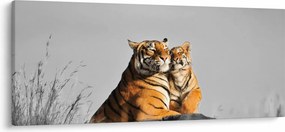 Obraz - Tigrice a jej mláďa, čiernobiely variant (120x50 cm)