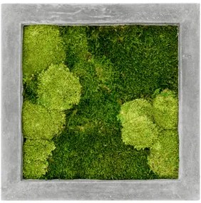 Moss painting grey 30% bobky, 70% plosky Machovy obraz beton 50x50x5 cm
