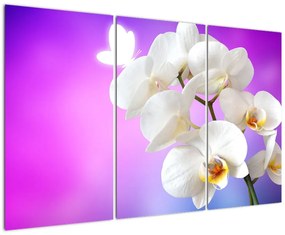 Obraz s orchideí