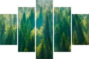 Obraz - Borovicový les (150x105 cm)